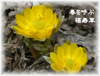 春を呼ぶ福寿草
